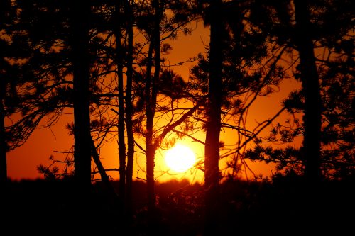 Tree silhouettes against orange sunset
